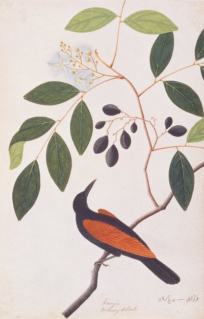 Grote Coucal, uit Tekeningen van Vogels uit Malakka, c.1805-18 door Chinese School